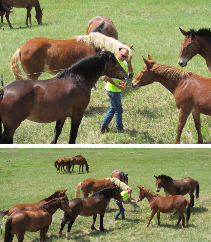 Wild horses in WY stop the One Way Wireless Construction crews on the roads in WY.